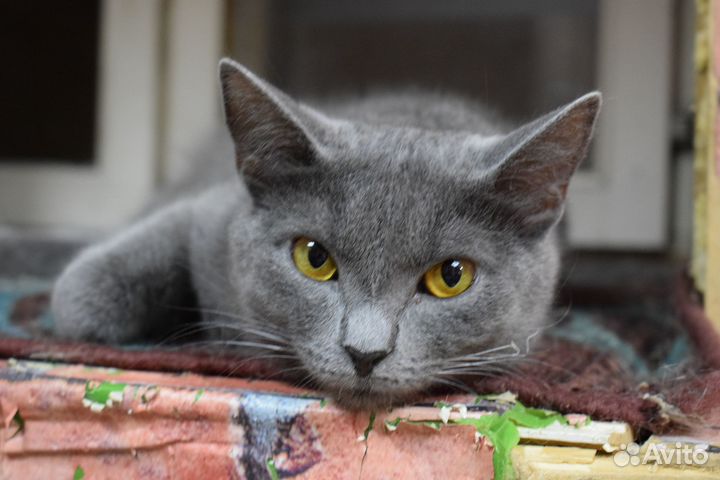 Котенок Шелли русская голубая 7 мес