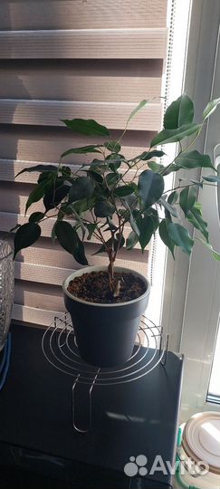 Фикус бенджамина