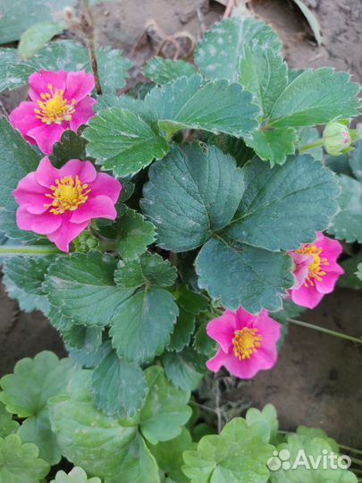 Растения для сада