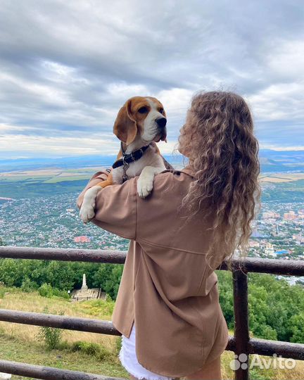 Передержка собак в Пятигорске