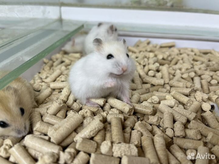 Джунгарский хомяк