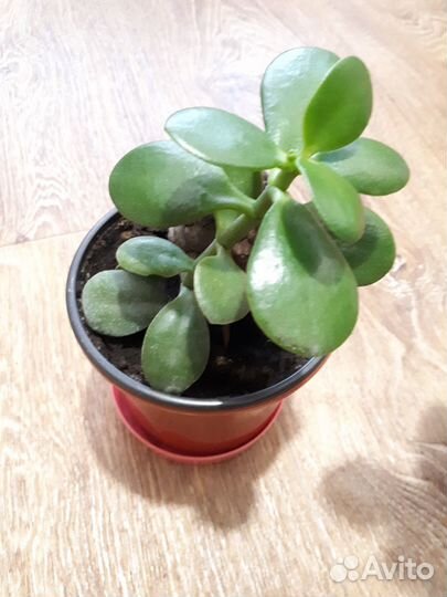 Растение, цветы Денжное дерево, Толстянка,Крассула