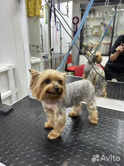 Модели, стрижка собак,груминг