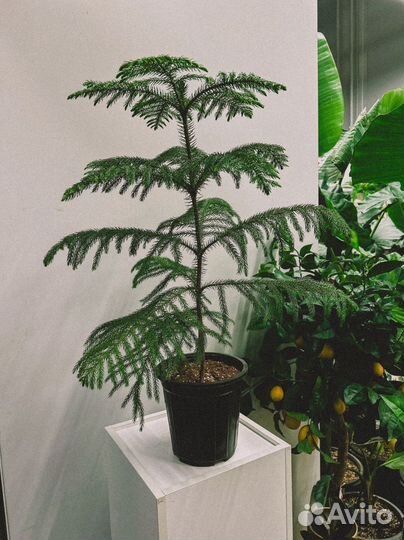 Комнатные цветы и декоративные кашпо Казань