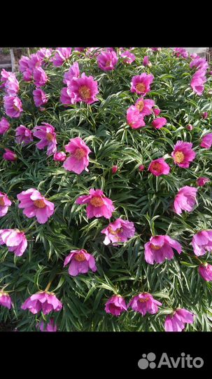 Марьин корень