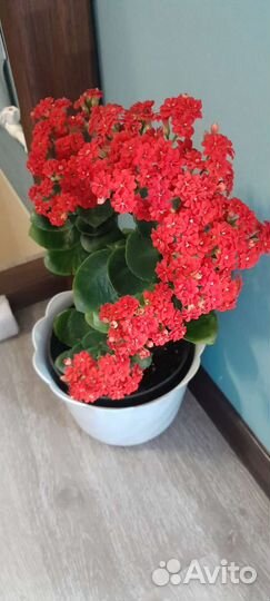 Каланхоэ цветущий