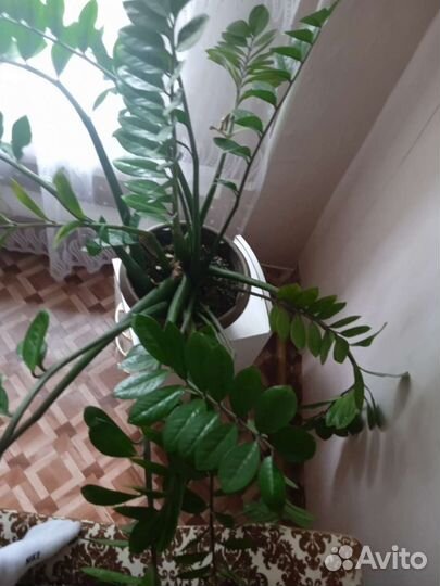 Замиокулькас