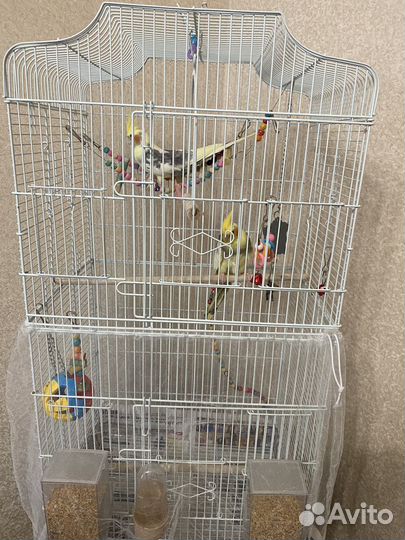 Попугай корелла с клеткой пара