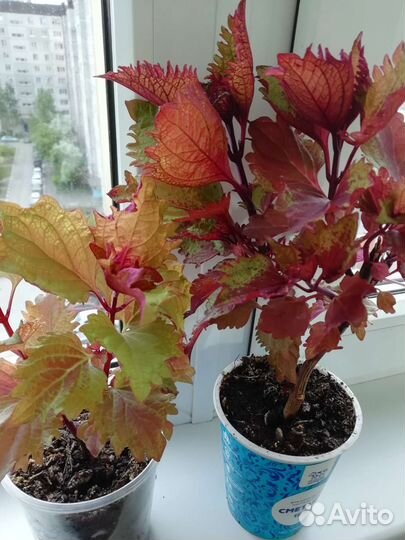 Черенки колеуса