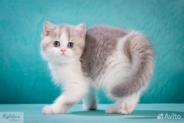 Британский голубой биколор