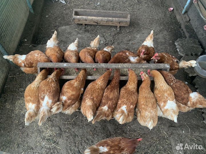 Куры несушки продам