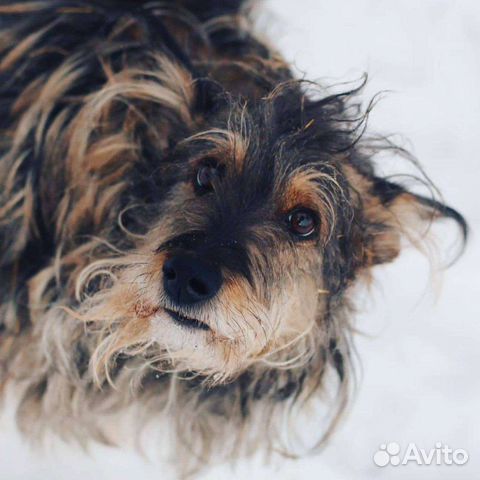 Чудесная собака в самые добрые руки