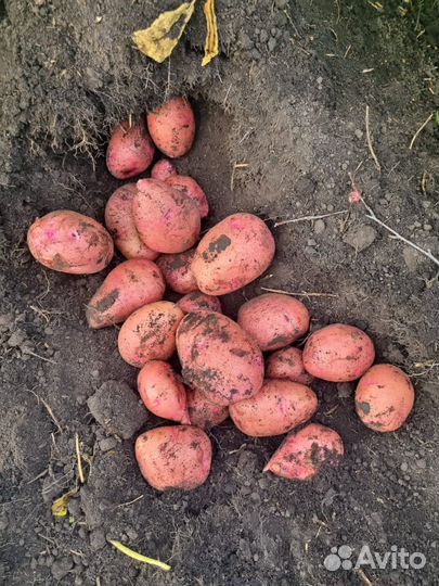 Картошка Капуста Лук только оптом продаем