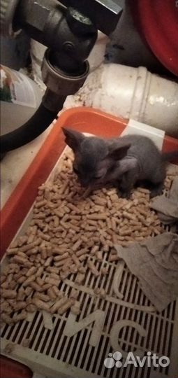 Котята Сфинксики