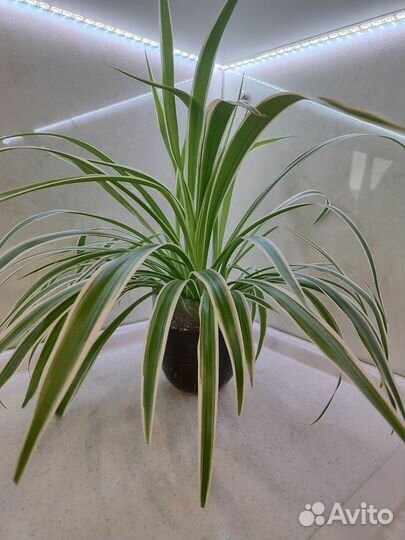 Хлорофитум в горшке