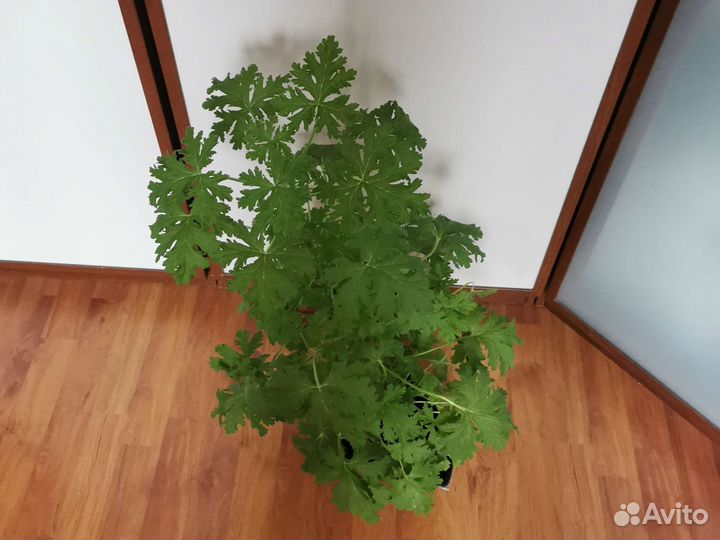 Пеларгония герань душистая