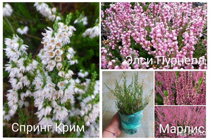 Рассада многолетних цветов. Флоксы Ирис Очиток