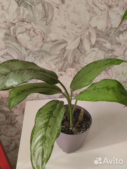 Аглаонема,Эпифилум