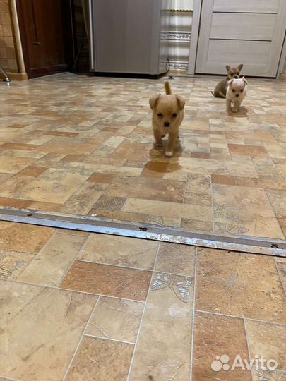 Щенки чихуахуа