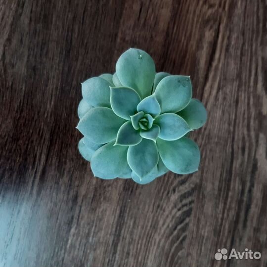 Кактусы и суккуленты