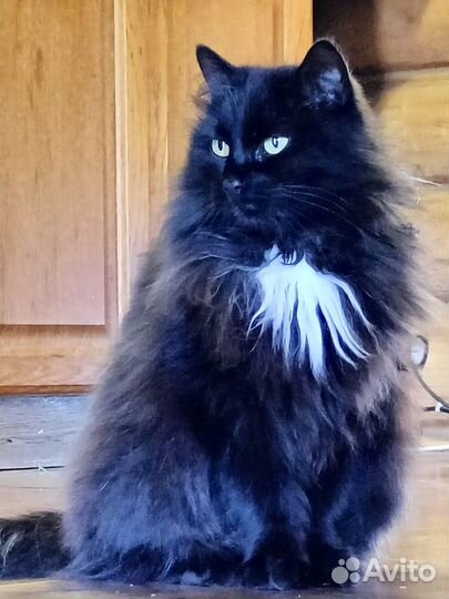 Красавица-кошка Василиса ищет дом