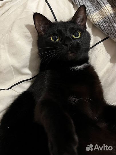 Кошка в дар