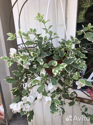 Бугенвиллия