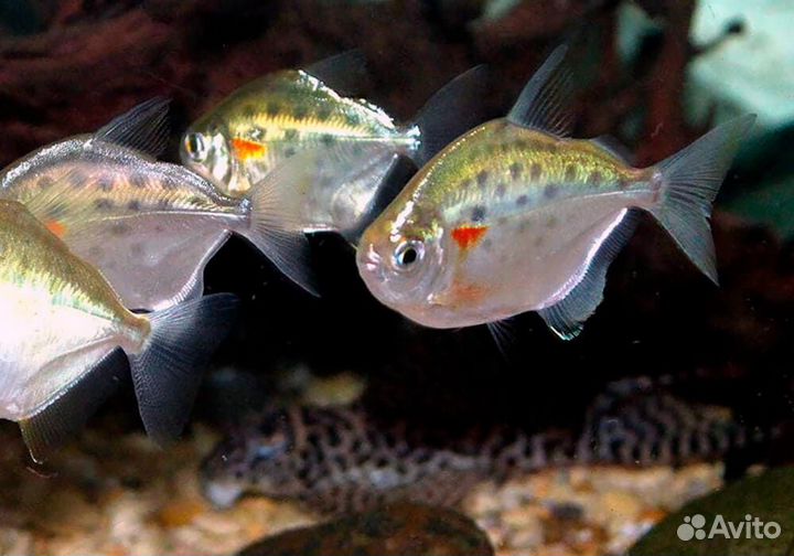 Аквариумные рыбки, растения, корм