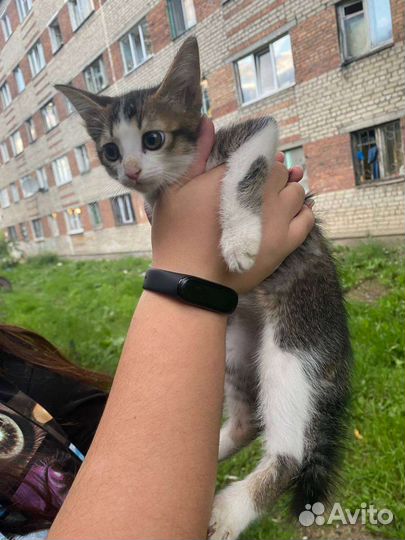 Котёнок
