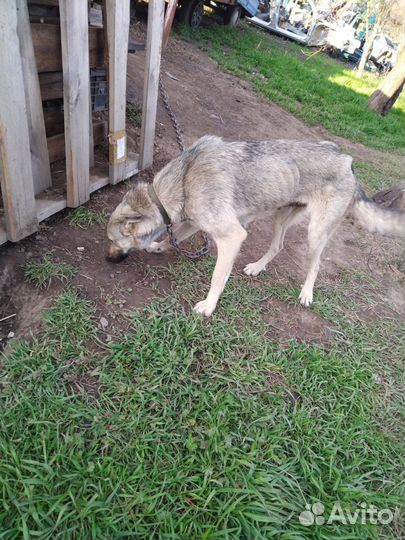 Охотничьи собаки щенки