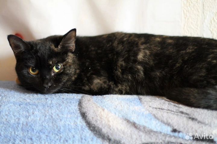 Кошечка в добрые руки