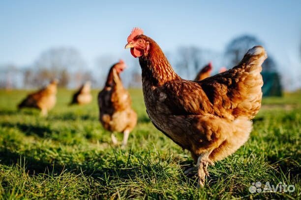 Курица молодка