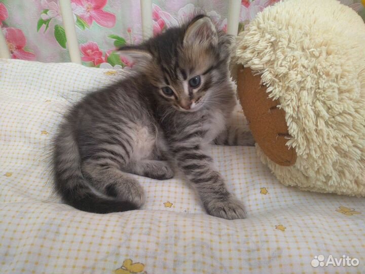 Котята