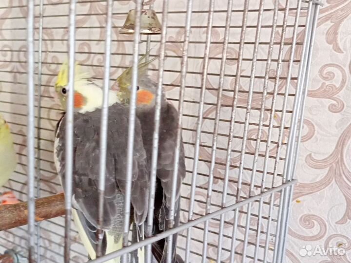 Попугай корелла птенцы