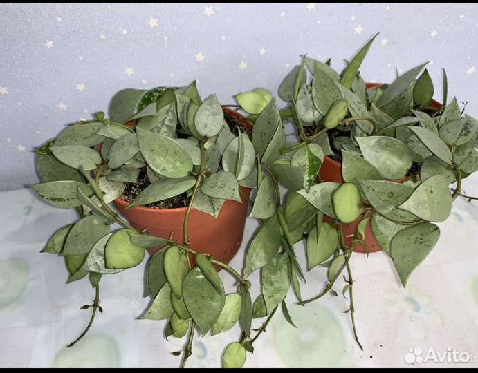 Хойя эскимо