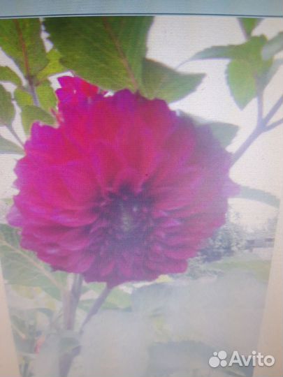 Клубень фиолетового георгина