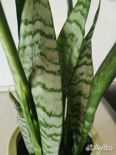 Сансевиерия щучий хвост, диффенбахия