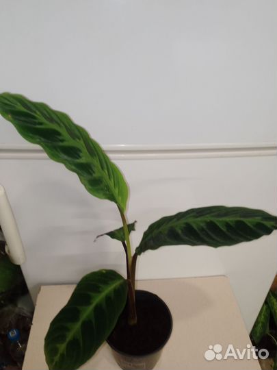 Калатея варшевича