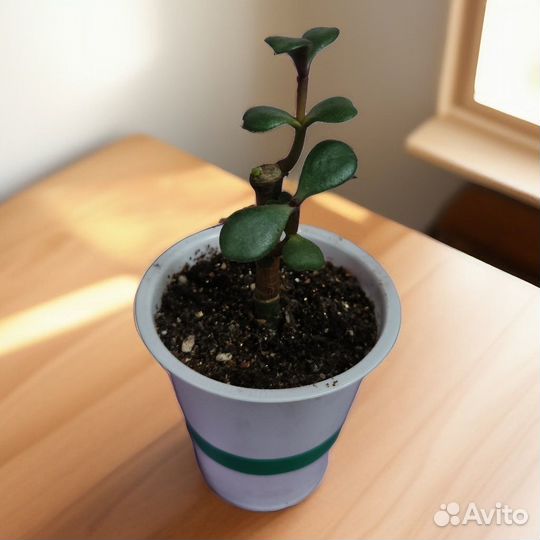 Денежное дерево - полезная толстянка, крассула