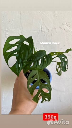 Комнатные растения разные