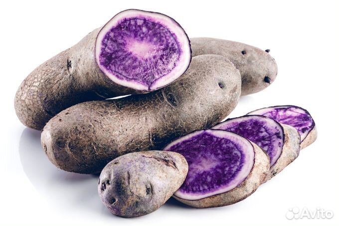 Фиолетовый картофель Конго семенной, 10 клубней