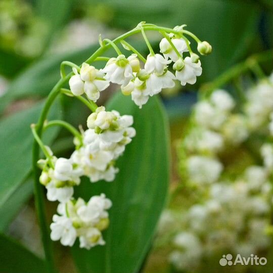 Сортовые ландыши, 4 вида