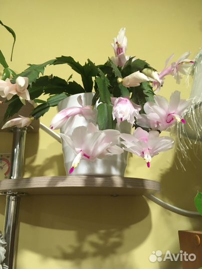 Декабрист шлюмбергера