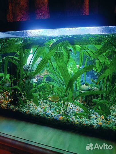 Аквариумные растения