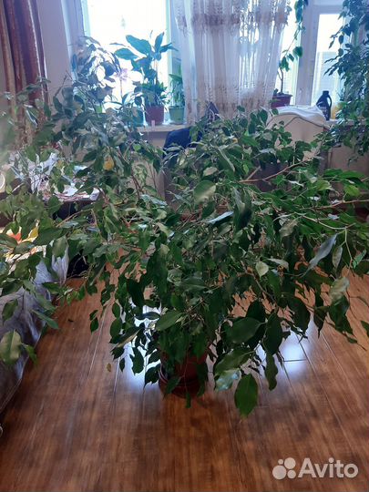 Фикус бенджамина