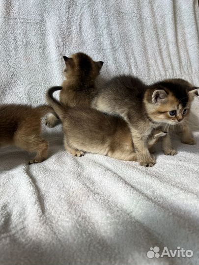 Шотландские котята