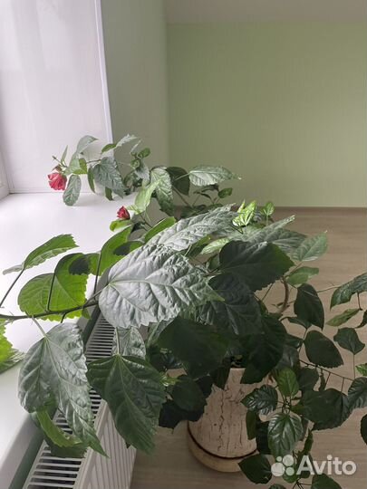 Китайская роза махровая