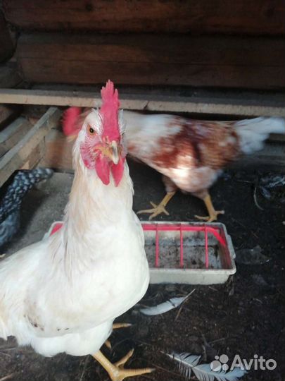 Продаются петухи
