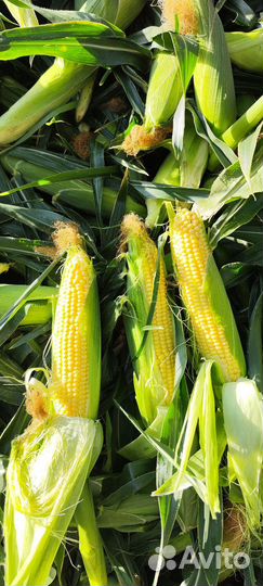 Сладкая кукуруза