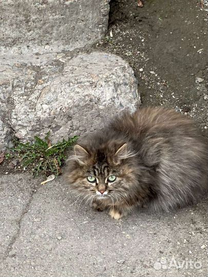 Пушистая кошечка